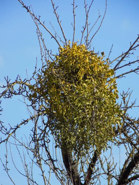 Mistletoe Ivilga Viscum Género Arbustos Semi Parasitas Família Santal Loranthaceae — Fotografia de Stock