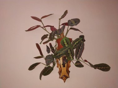 Crowton (lattır. Crton) - Euphorbia (Euphorbiaceae) familyasının bitki cinsi)