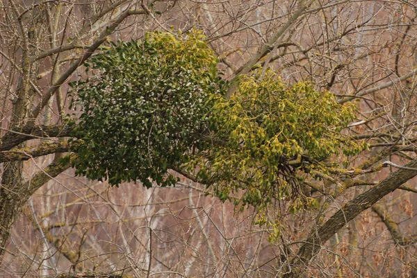 Muérdago Ivilga Viscum Género Arbustos Semi Parásitos Familia Santal Loranthaceae — Foto de Stock