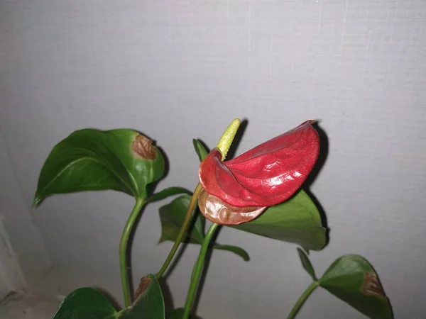 Anthurium Anthrium Latin Une Famille Plantes Feuilles Persistantes Famille Des — Photo