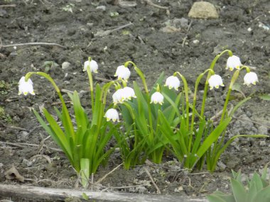 Frenk üzümü Bahar (Latince göl vernum L.) - geophyte beyaz