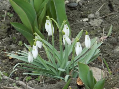 Alt güneşli (Galanthus) - Amarillaceae (Amaryllidaceae bir ailenin)