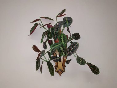 Crowton (lattır. Crton) - Euphorbia (Euphorbiaceae) familyasının bitki cinsi)