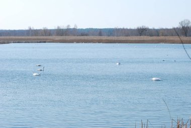 Havuzun içinde ağlayan willows (Lat. Salix babylonica)