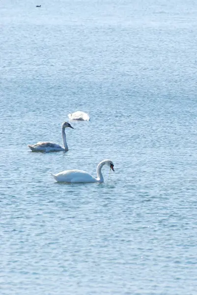 Cygne Cygne Cygnus Olor — Photo