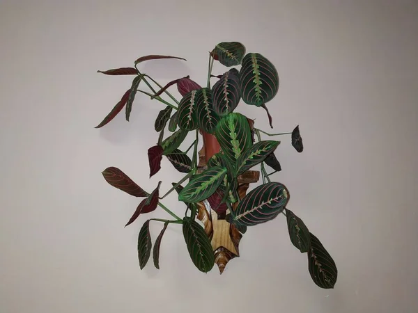 คราวน ลาต Crton ลของพ ชของครอบคร Euphorbia Euphorbiaceae — ภาพถ่ายสต็อก