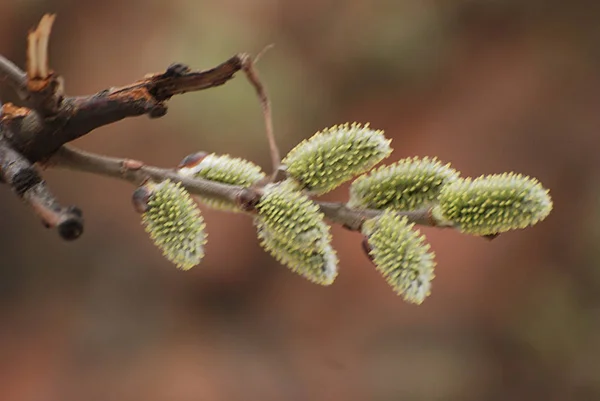 Söğüt Salix Bir Cins Ağaçlar Çalılar Veya Yarı Havuç Willow — Stok fotoğraf