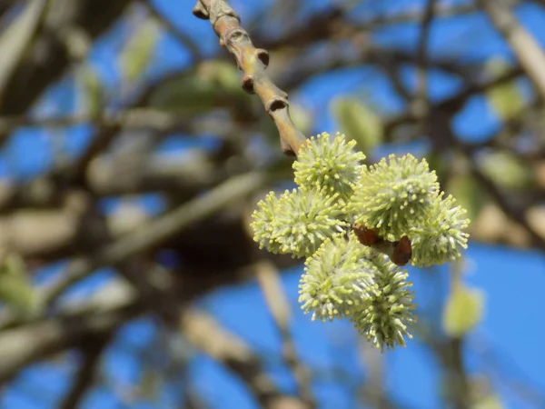 Söğüt Salix Bir Cins Ağaçlar Çalılar Veya Yarı Havuç Willow — Stok fotoğraf