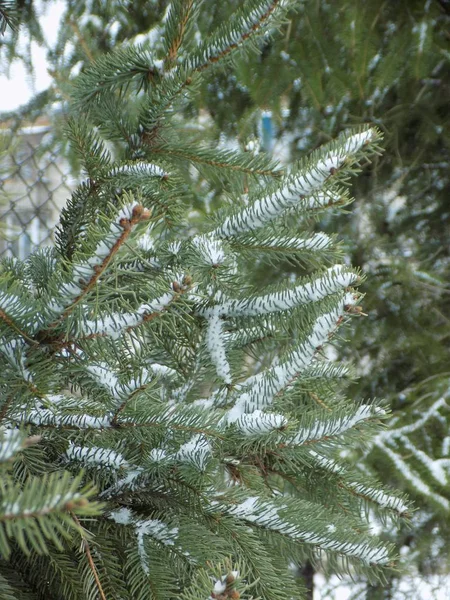 Klar Winter Den Zasnizhena Weihnachtszweig — Stockfoto