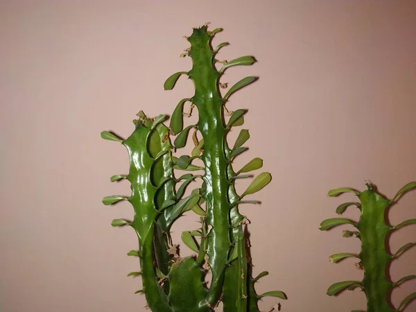 Wilczomlecz Trójkątne Lub Euphorbia Trigrated Zool Euphorbia Trigona — Zdjęcie stockowe