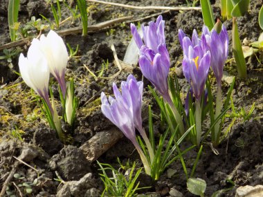Safran (Crocus lat.) soğanlı soğanlı familya Iris ailesinin bir cinsidir,
