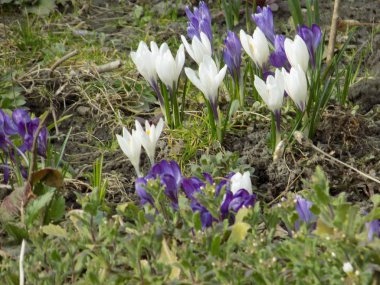 Safran (Crocus lat.) soğanlı soğanlı familya Iris ailesinin bir cinsidir,