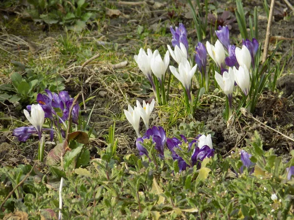 Saffron Lat Crocus Genus Perennial Bulbous Bulbous Herbaceous Plants Iris — Stock Photo, Image