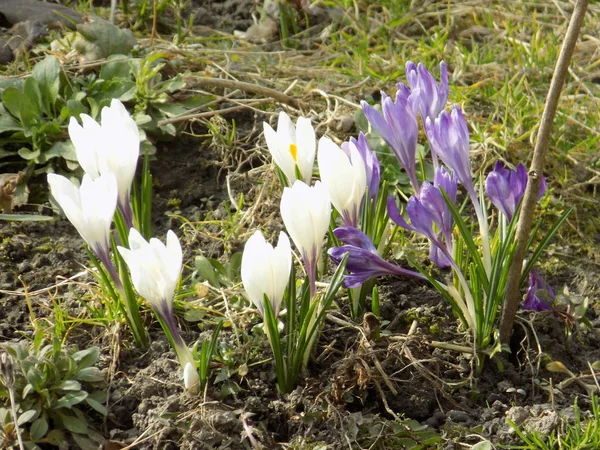 Шафран Лат Crocus Род Многолетних Луковичных Травянистых Растений Семейства Iris — стоковое фото