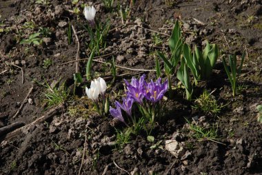 Safran (Crocus lat.) soğanlı soğanlı familya Iris ailesinin bir cinsidir,