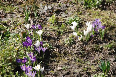 Safran (Crocus lat.) soğanlı soğanlı familya Iris ailesinin bir cinsidir,