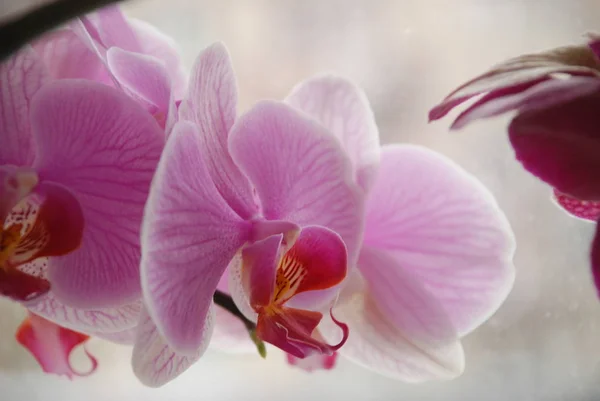 Zozuliantsev Orchidaceae Orchidaceae Patria Los Monocotiledones Perennes Terrestres Epífitas Los —  Fotos de Stock