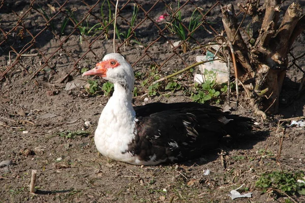 Anatra Musicale Cairina Moschata Abete Rosso — Foto Stock