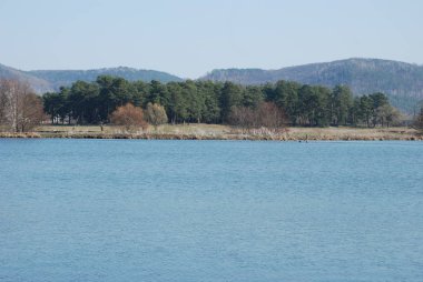 Havuzun içinde ağlayan willows (Lat. Salix babylonica)