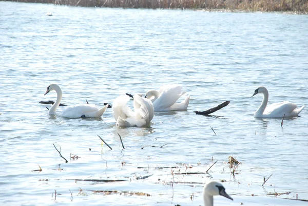 Zwaan Zwaan Cygnus Olor — Stockfoto