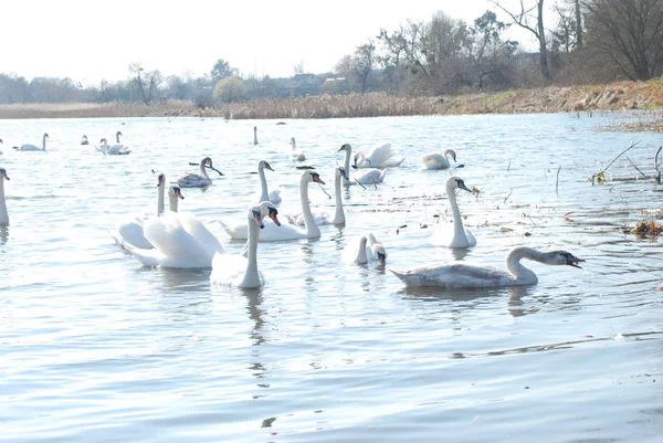 Cisne Cisne Cygnus Olor — Fotografia de Stock