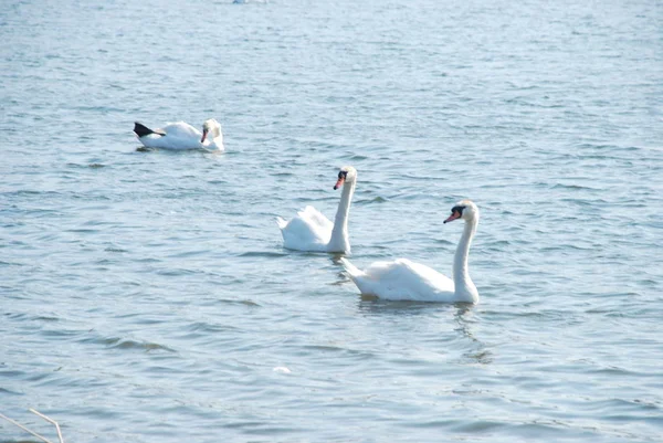 Cygne Cygne Cygnus Olor — Photo