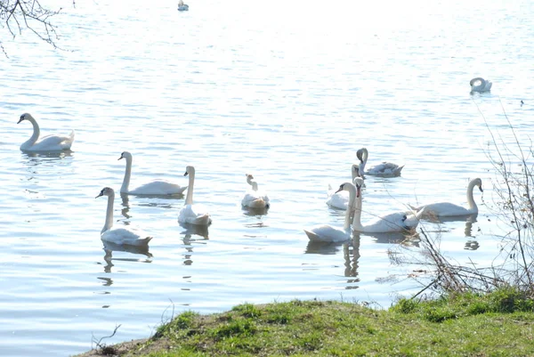 Schwan Cygnus Olor — Stockfoto