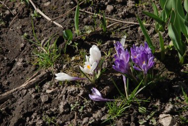 Safran (Crocus lat.) soğanlı soğanlı familya Iris ailesinin bir cinsidir,