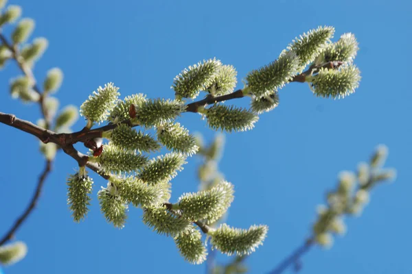 ヤナギ Salix 低木または柳 ヤナギ科の家族の半分ニンジン属 — ストック写真