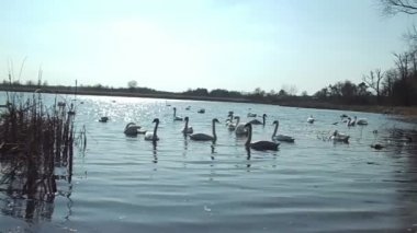 Kuğu Kuğu (Kuğu rengi))