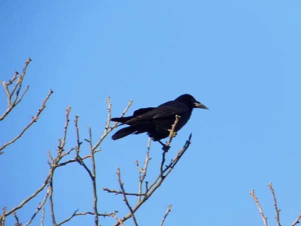 Grillo Cuervo Galleta Corvus Corax — Foto de Stock