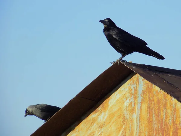 Grillo Cuervo Galleta Corvus Corax Halcón Corvus Monedula Una Especie —  Fotos de Stock