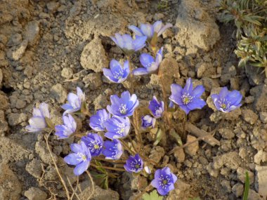 Scrubs (Scilla) - tatlı (Asparagaceae ailesinin ot cinsi)
