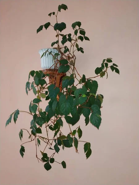 Přečtěte Rodině Asi Druhů Rostlin Čeledi Aralkovité Araliaceae Břečťan Hedera — Stock fotografie