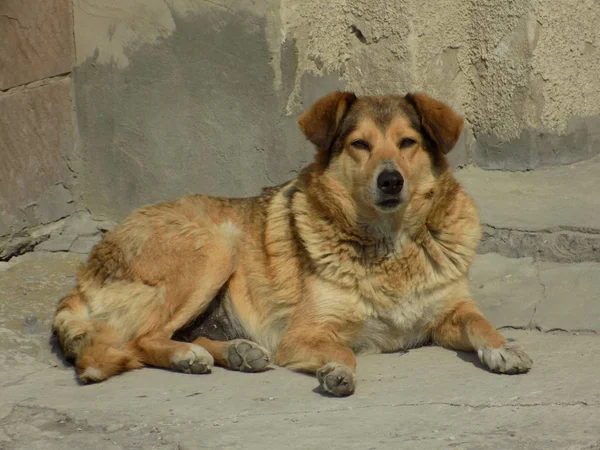 Hund Eller Tamhund Canis Lupus Familiaris Eller Canis Familiaris — Stockfoto