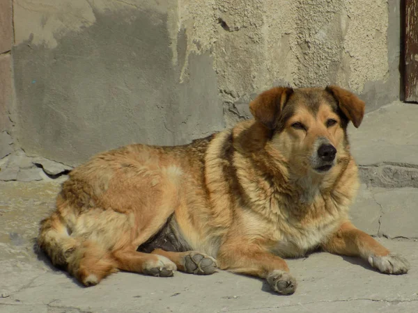 Anjing Atau Anjing Peliharaan Canis Lupus Familiaris Atau Canis Familiaris — Stok Foto