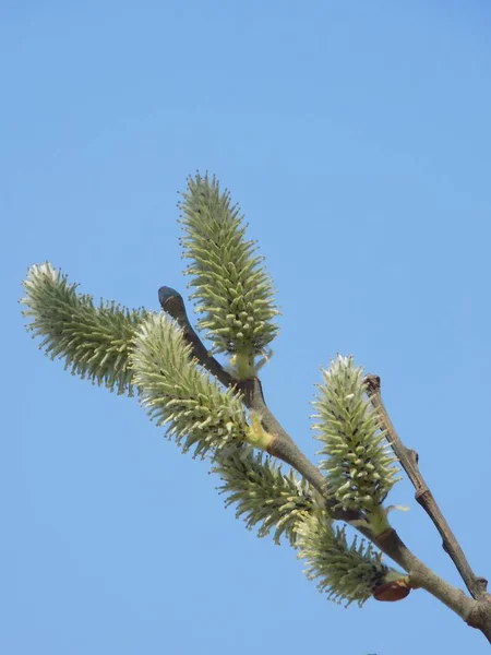 ヤナギ Salix 低木または柳 ヤナギ科の家族の半分ニンジン属 — ストック写真