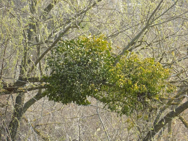 Mistletoe Ivilga Viscum Рід Напівпаразитичних Кущів Родини Санталь Loranthaceae — стокове фото