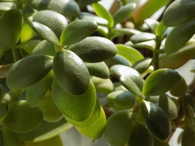 Şişman kadın (Lat. crssula) aile Crassula etli bitkilerin bir cins.