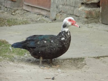 Müzikal ördek (Cairina moschata), ladin