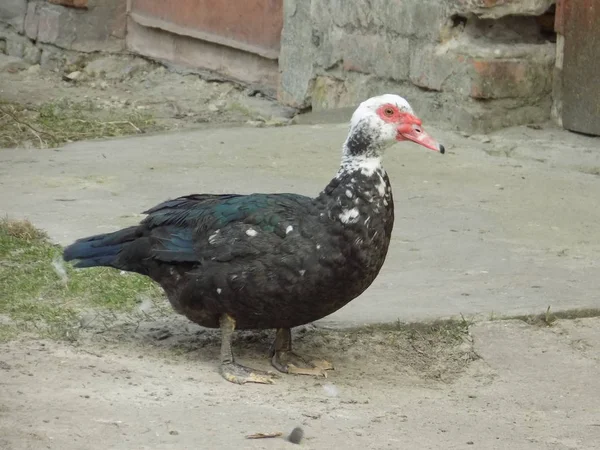 Anatra Musicale Cairina Moschata Abete Rosso — Foto Stock