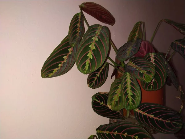 Crowton Lattır Crton Euphorbia Euphorbiaceae Familyasının Bitki Cinsi — Stok fotoğraf