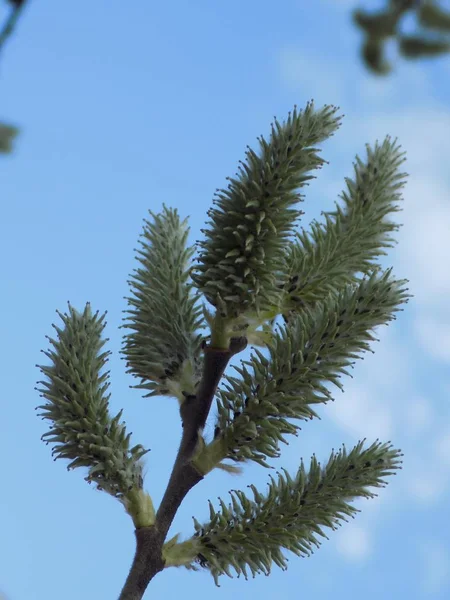 ヤナギ Salix 低木または柳 ヤナギ科の家族の半分ニンジン属 — ストック写真
