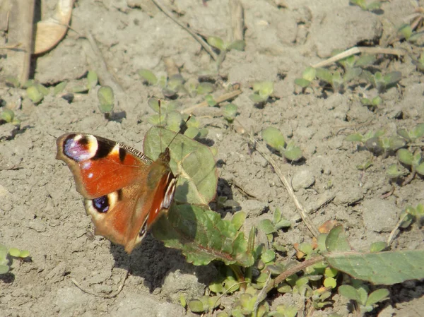 Sunset Peacock Eye, Sanctuary Peacock (Inachis io)