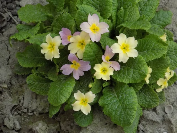 Primrose or primula (Primula) - a family of plants of the family of primrose (Primulaceae).
