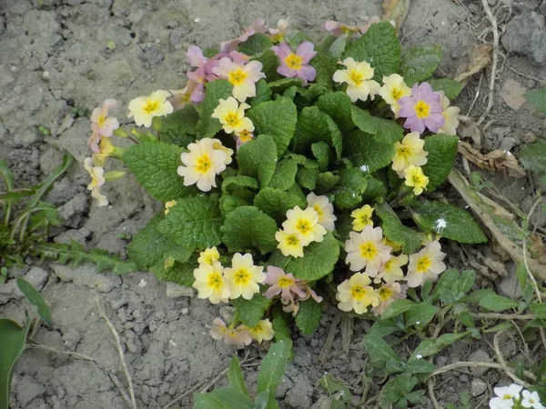 Primrose or primula (Primula) - a family of plants of the family of primrose (Primulaceae).