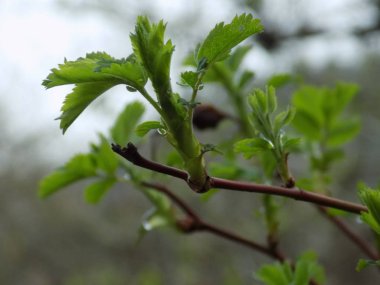 Köksap yaygındır veya (Rosa canina L köpek.)