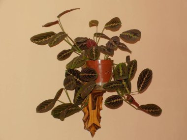 Crowton (lattır. Crton) - Euphorbia (Euphorbiaceae) familyasının bitki cinsi)