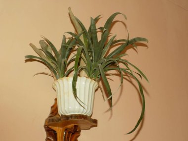 Epiphyllum (lat. Epiphyllum) - kaktüs ailesinin epifitik kaktüsü cinsi.