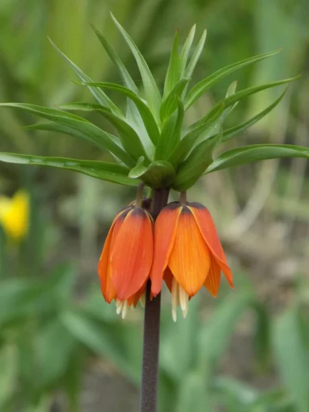 Royal Friar Fritillaria Emperalalis — Stok fotoğraf